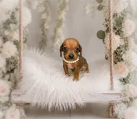 Francisca, a female Miniature Dachshund for sale in Anderson, MO – 3 of 3