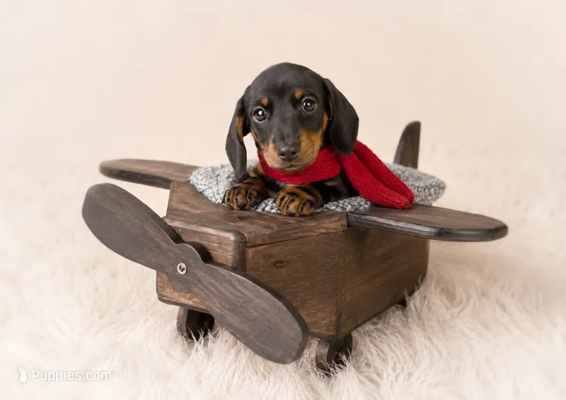 Mosby, a male Miniature Dachshund for sale in Anderson, MO – 1 of 3
