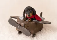 Mosby, a male Miniature Dachshund for sale in Anderson, MO – 1 of 3