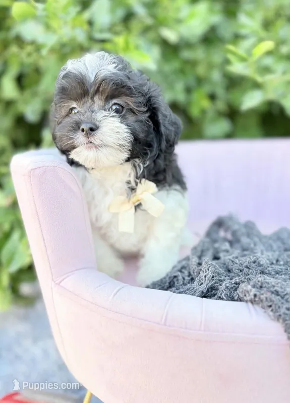 Alexander  – Shihpoo puppy for sale in Anderson, MO