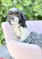 Alexander , a male Shihpoo for sale in Anderson, MO – 1 of 4