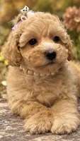 Della, a female Poodle - Toy  for sale in Anderson, MO – 1 of 3