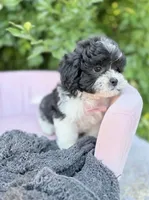 Vincent, a male Shihpoo for sale in Anderson, MO – 4 of 4