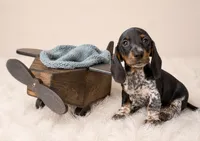 Haney, a male Miniature Dachshund for sale in Anderson, MO – 3 of 3