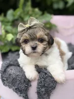 Margot, a female Mal Shi for sale in Anderson, MO – 2 of 3