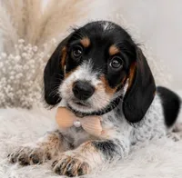 Tripp, a male Miniature Dachshund for sale in Anderson, MO – 3 of 5
