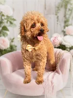 Louie, a male Shihpoo for sale in Anderson, MO – 8 of 8