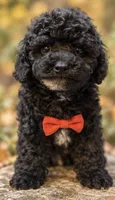 Bolt , a male Poodle - Toy  for sale in Anderson, MO – 5 of 6