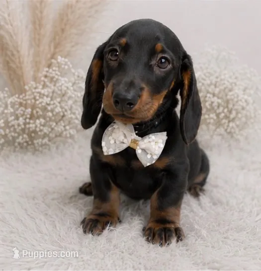 Mosby – Miniature Dachshund puppy for sale in Anderson, MO
