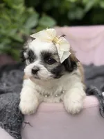 Penelope, a female Mal Shi for sale in Anderson, MO – 3 of 3