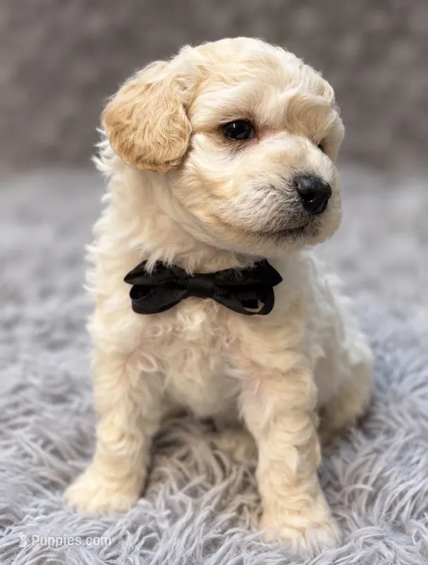Bernard, a male Poodle - Toy  for sale in Anderson, MO – 1 of 2