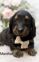 Marshall, a male Miniature Dachshund for sale in Anderson, MO – 3 of 5
