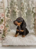 Lorenzo, a male Miniature Dachshund for sale in Anderson, MO – 2 of 3