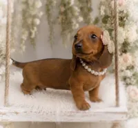 Amalia, a female Miniature Dachshund for sale in Anderson, MO – 3 of 3