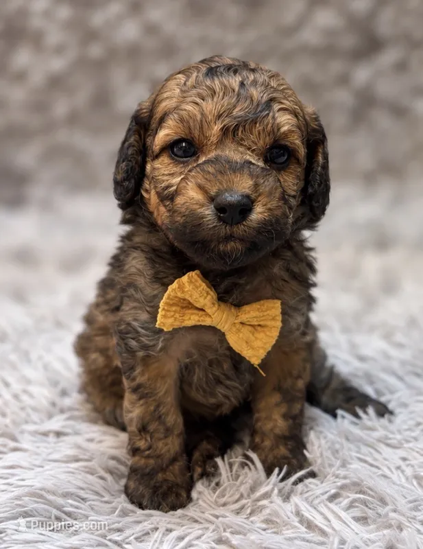 Eugene , a male Poodle - Toy  for sale in Anderson, MO – 1 of 2