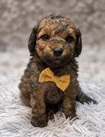 Eugene , a male Poodle - Toy  for sale in Anderson, MO – 1 of 2