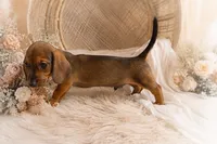 Oscar, a male Miniature Dachshund for sale in Anderson, MO – 3 of 3
