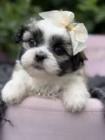Penelope, a female Mal Shi for sale in Anderson, MO – 1 of 3