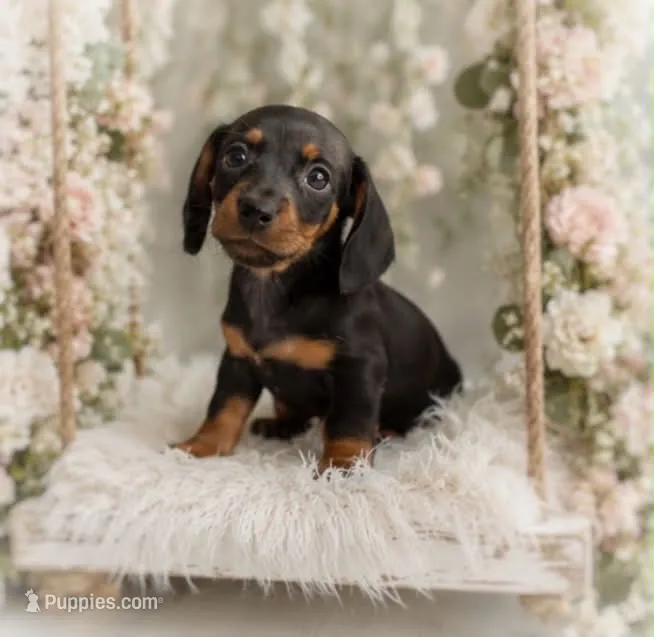 Lorenzo – Miniature Dachshund puppy for sale in Anderson, MO