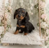 Lorenzo, a male Miniature Dachshund for sale in Anderson, MO – 1 of 3