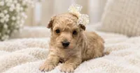 Natasha, a female Poodle - Toy  for sale in Anderson, MO – 4 of 6