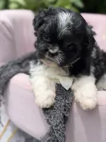 Harlow, a male Mal Shi for sale in Anderson, MO – 2 of 4