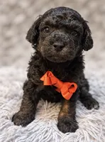 Ducky, a male Poodle - Toy  for sale in Anderson, MO – 2 of 2