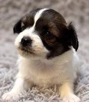 Percy , a male Papillon for sale in Anderson, MO – 1 of 3