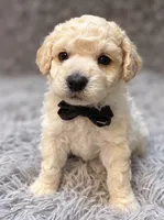 Bernard, a male Poodle - Toy  for sale in Anderson, MO – 2 of 2