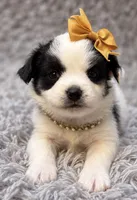Roxy, a female Papillon for sale in Anderson, MO – 3 of 3