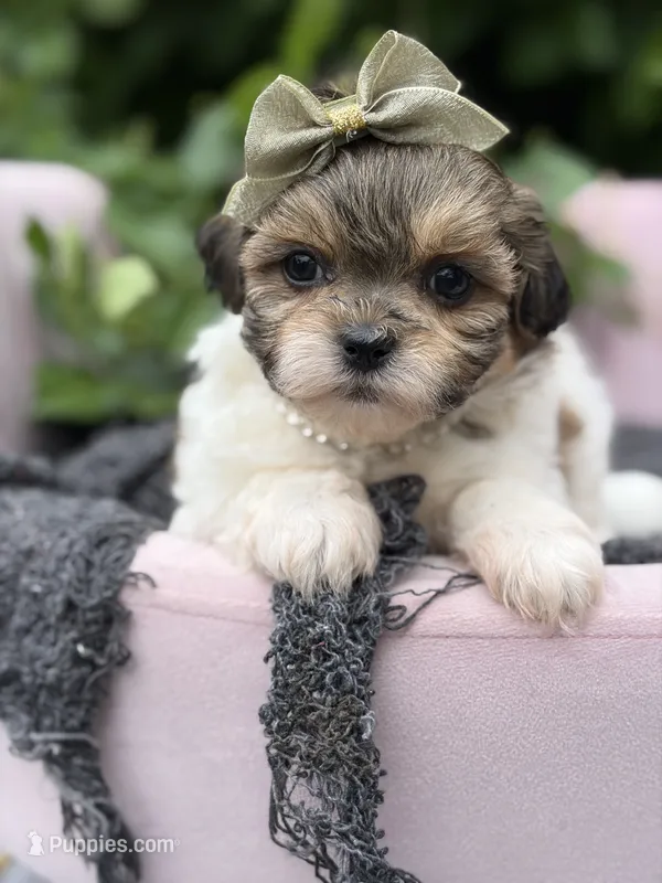 Margot – Mal Shi puppy for sale in Anderson, MO