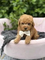 Linus, a male Poodle - Toy  for sale in Anderson, MO – 1 of 5