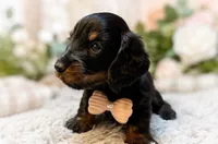 Chase, a male Miniature Dachshund for sale in Anderson, MO – 2 of 4