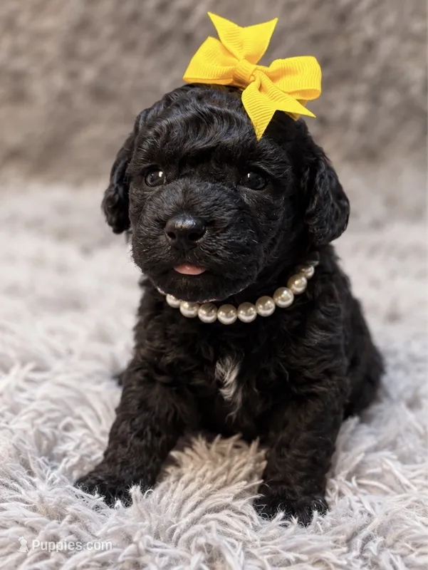 Mae, a female Poodle - Toy  for sale in Anderson, MO – 1 of 2