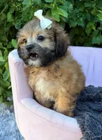 Prim, a female Shihpoo for sale in Anderson, MO – 5 of 5