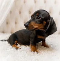 Lorenzo, a male Miniature Dachshund for sale in Anderson, MO – 3 of 9