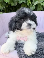 Vincent, a male Shihpoo for sale in Anderson, MO – 3 of 4
