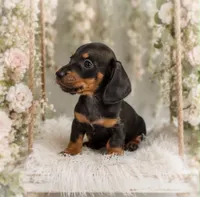 Lorenzo, a male Miniature Dachshund for sale in Anderson, MO – 3 of 3