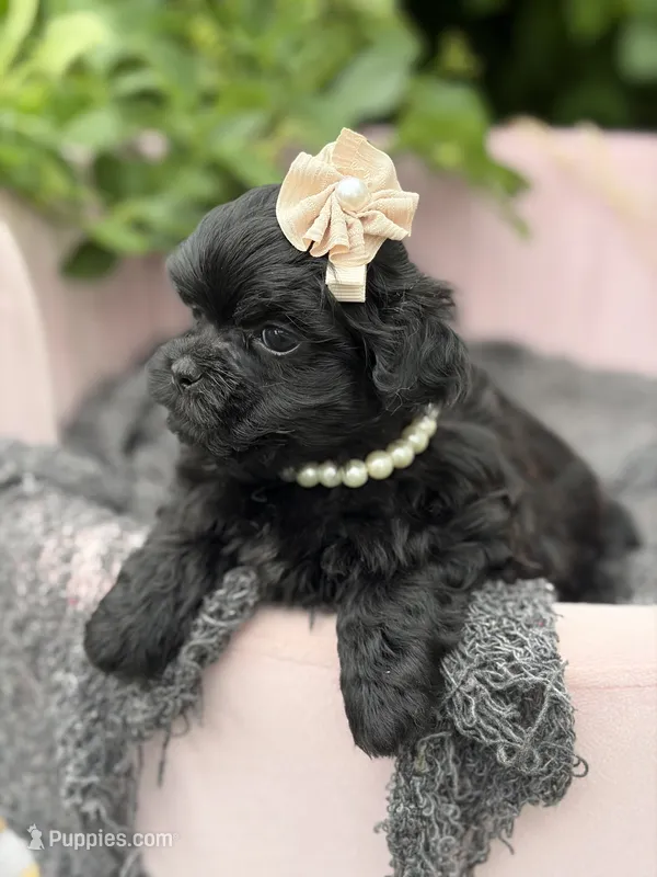 Charlotte – Mal Shi puppy for sale in Anderson, MO