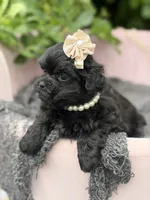 Charlotte, a female Mal Shi for sale in Anderson, MO – 1 of 3