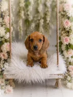 Javier, a male Miniature Dachshund for sale in Anderson, MO – 2 of 3
