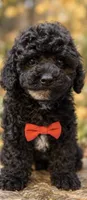 Bolt , a male Poodle - Toy  for sale in Anderson, MO – 2 of 6