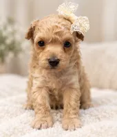 Natasha, a female Poodle - Toy  for sale in Anderson, MO – 2 of 6
