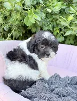 Alexander , a male Shihpoo for sale in Anderson, MO – 3 of 4