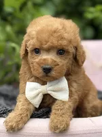 Linus, a male Poodle - Toy  for sale in Anderson, MO – 2 of 5