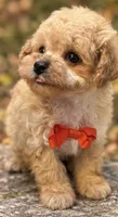 Marc, a male Poodle - Toy  for sale in Anderson, MO – 2 of 6