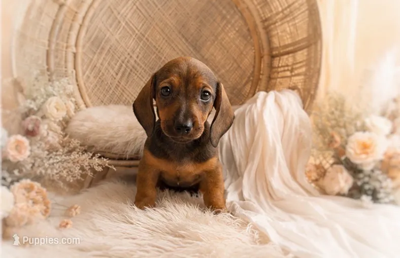Oscar – Miniature Dachshund puppy for sale in Anderson, MO