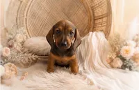 Oscar, a male Miniature Dachshund for sale in Anderson, MO – 1 of 3