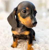 Lorenzo, a male Miniature Dachshund for sale in Anderson, MO – 4 of 9