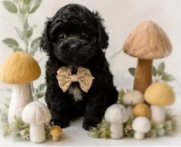 Louie, a male Shihpoo for sale in Anderson, MO – 4 of 8
